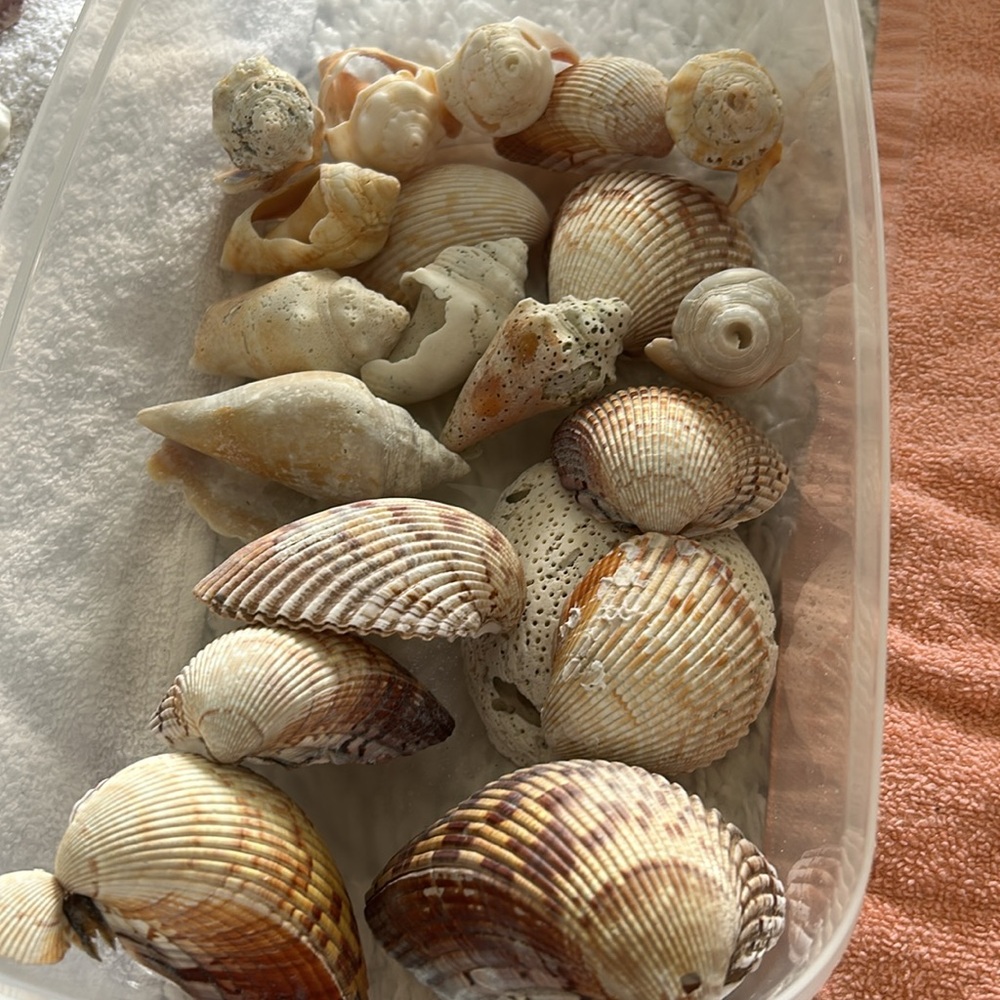 Sanibel Island JUMBO bag of shells!
